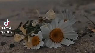 69c8acfa6286b40781a11078b4c8ce39