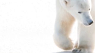 "The Magnificent Polar Bear: Master of the Arctic"