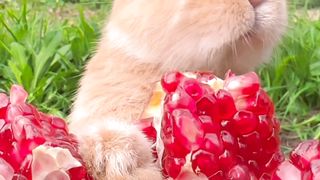 The Rabit
