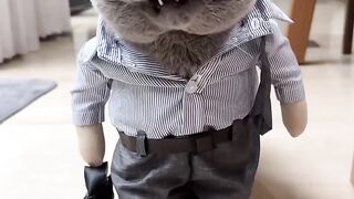 Cats Go to the Office