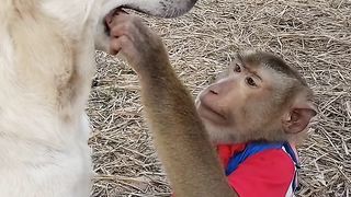 Funny dog and  monkey