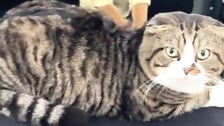Purr-fectly Captivating: A Whisker Wonderland ?