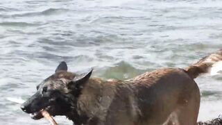 Malinois dog crayyin a stick out of the water