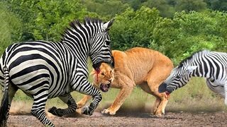 When Prey Fight Back! Zebra Goes Crazy Kicks To Lion's Head To Death, It's Horrible!