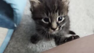 Ferocious Kitten ATTACKS.