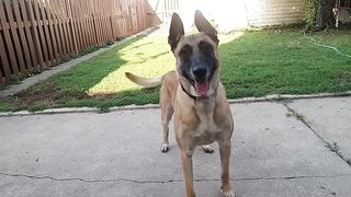 Before you Get A belgian malinois !!