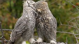 A warm meeting of two owls