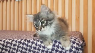 Сибирский котенок мальчик