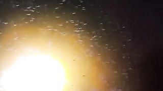 Alhamdulillah LARVA LELE aman dan sehat, tidak dimakan kuntilanak ????????