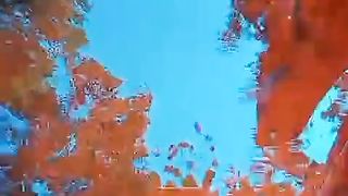 Hari ke 3 makan casut LARVA LELE makin membesar dan KEPADATAN kocor agar tambah tinggi air