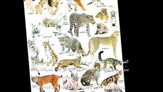 Information about cheetahs