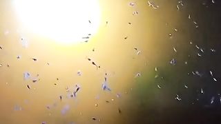 Jika kalian punya LARVA LELE wajib kontrol kolam malam hari, hilangkan rasa takut