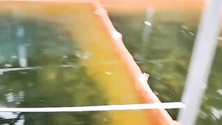 Ikan lele diberi pakan ALTERNATIF jeroan ikan BOLEH atau TIDAK❓