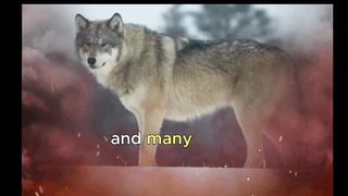 Facts to learn about wolves