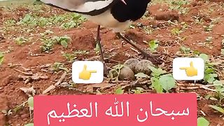 سبحان الله