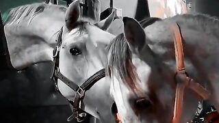 الخيل معقود على نوصلها الخير