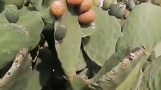 شجرة البرشومي