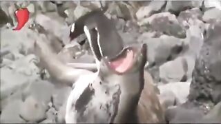 انا واخي