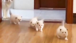 A walk with funny kittens