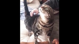 04. Funny and Cute animals video _ Try not to laugh impossible