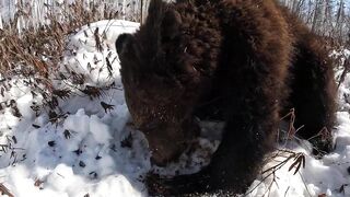 Операция по изьятию еды оказалась напрасной.