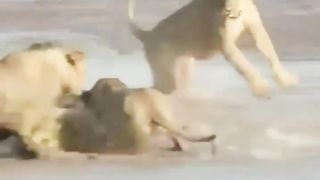 World animals