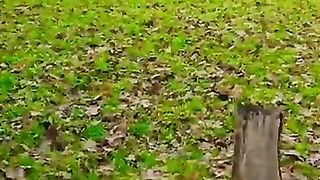 Video paisajes, naturaleza pura