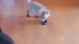 Friendship of a kitten and a fox cub
