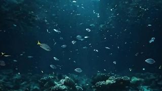 the sea sparkling like a full night sky