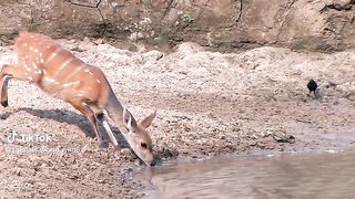 Animal world,look at this amazing skill by the antelope to evade death
