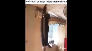 Funniest Cats - Don't try to hold back Laughter - Funny Cats Life
