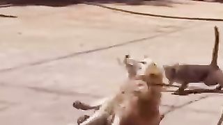 Funniest Animals - Funny animal videos can't help but laugh 2024 - Cutest Animals Ever