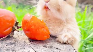 Cute little bunny