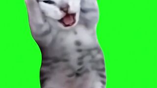 Screaming cat ???? green screen