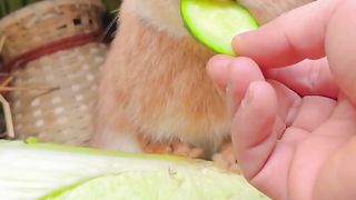 So tasty cucumber