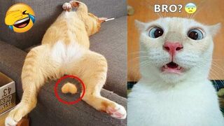Funniest Animals Ever - Awesome Funny Animals' Life Videos - Funniest Pets