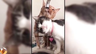 Funny Videos