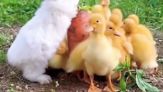 Baby with his friends