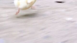 Cute animals