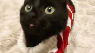 funny cat Chilli chippi????️