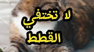 هو ليه القطط بتختفي في عيد الأضحي