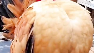 حيوانات