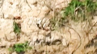 Watch a tiger hunt a crocodile