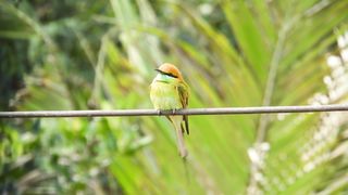 Birds