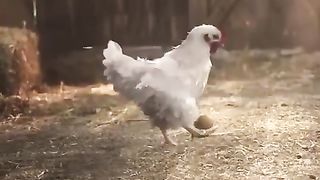 دجاج البرازيل