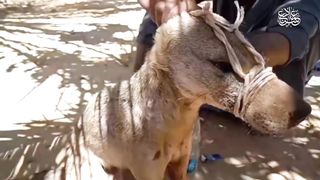 A strange bear was found in the village of Al-Qasr in Dakhla, New Valley