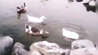 عشاق الحيوانات