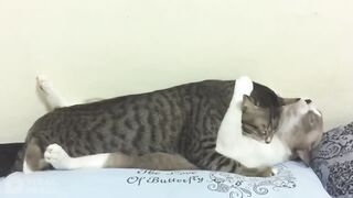 Funny cats