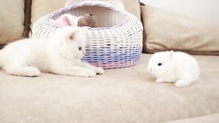 funny bunny