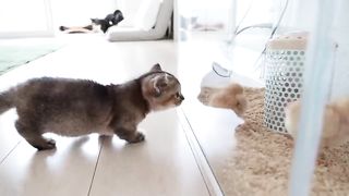 Looking back on how kitten Kiki met tiny chicks for the first time.